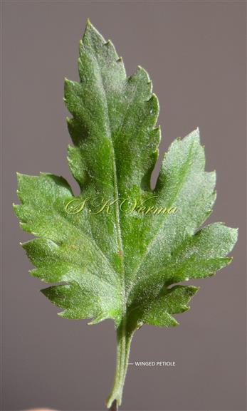  Leaf (Abaxial view)